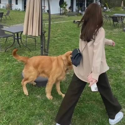 超级无敌掌门狗：引鹅入室 海报